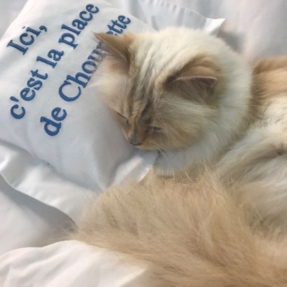 Karl Lagerfeld's cat Choupette isn't a party animal, Karl Lagerfeld